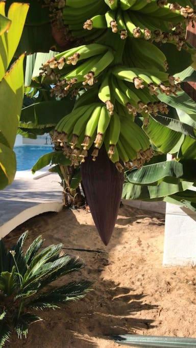 Gezellige Villa Met Prachtig Zicht En Zwembad أرونا المظهر الخارجي الصورة